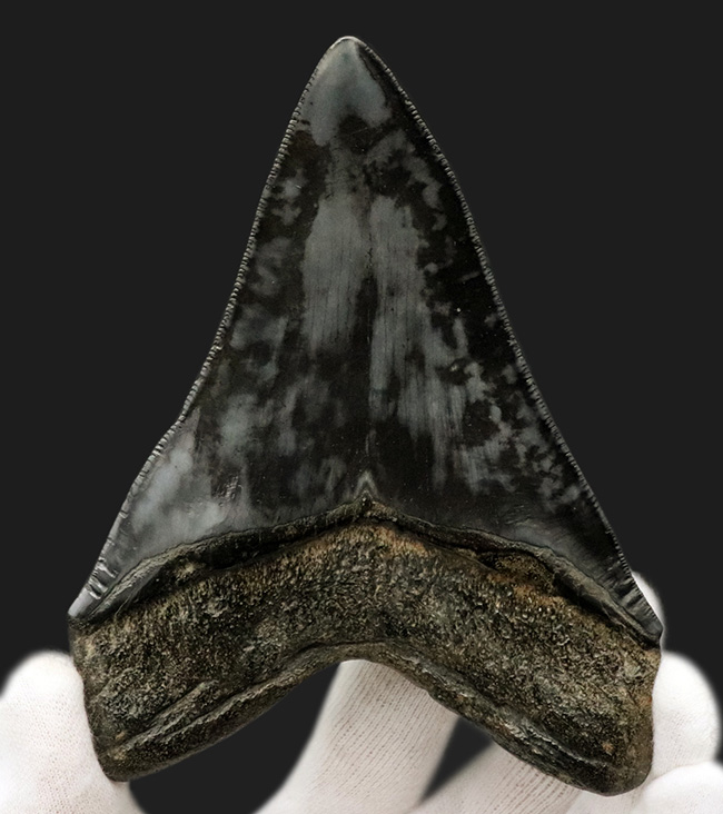 ザ・ブラックメガロドン！黒色を呈する、芸術品のような美しさを持つ、メガロドン（Carcharocles megalodon）の歯化石（その1）