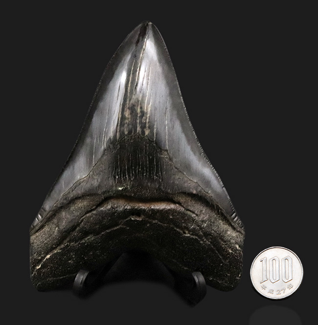 ザ・ブラックメガロドン！黒色を呈する、芸術品のような美しさを持つ、メガロドン（Carcharocles megalodon）の歯化石（その10）