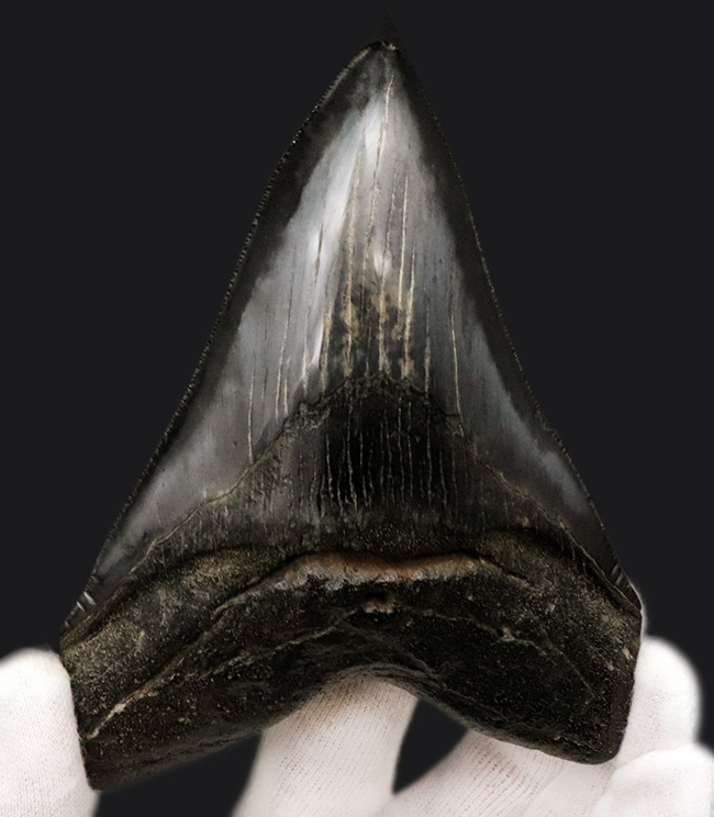 ザ・ブラックメガロドン！黒色を呈する、芸術品のような美しさを持つ、メガロドン（Carcharocles megalodon）の歯化石（その2）