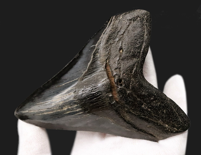 ザ・ブラックメガロドン！黒色を呈する、芸術品のような美しさを持つ、メガロドン（Carcharocles megalodon）の歯化石（その3）
