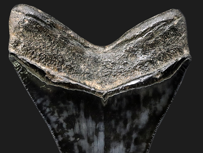 ザ・ブラックメガロドン！黒色を呈する、芸術品のような美しさを持つ、メガロドン（Carcharocles megalodon）の歯化石（その5）