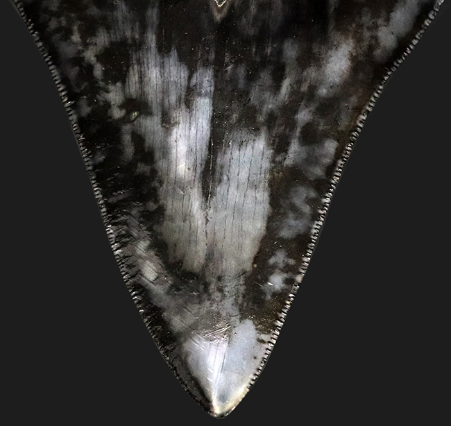 ザ・ブラックメガロドン！黒色を呈する、芸術品のような美しさを持つ、メガロドン（Carcharocles megalodon）の歯化石（その6）