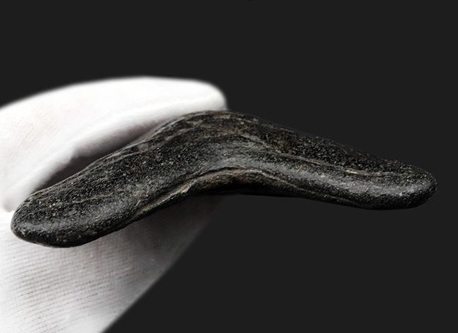ザ・ブラックメガロドン！黒色を呈する、芸術品のような美しさを持つ、メガロドン（Carcharocles megalodon）の歯化石（その8）