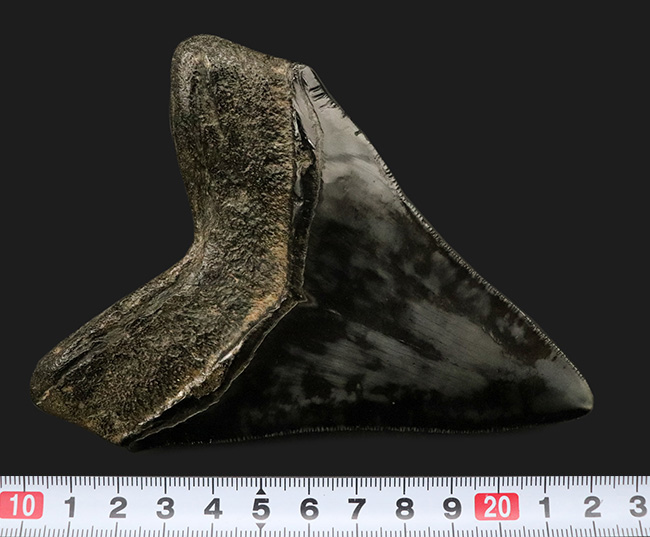 ザ・ブラックメガロドン！黒色を呈する、芸術品のような美しさを持つ、メガロドン（Carcharocles megalodon）の歯化石（その9）