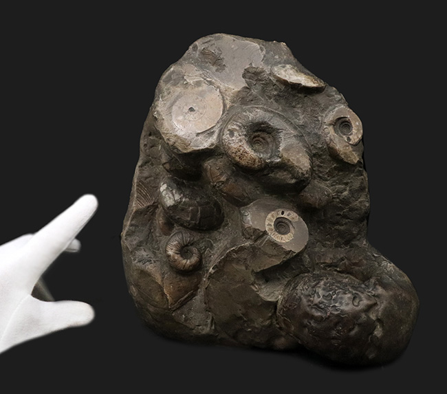 アンモナイトタワー！圧巻の群集標本！北海道のアンモナイト（Ammonite）の見本市（その2）