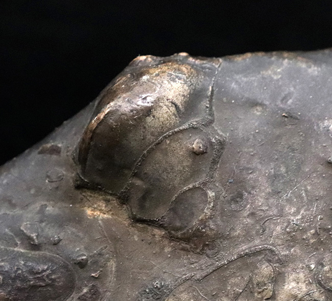 アンモナイトタワー！圧巻の群集標本！北海道のアンモナイト（Ammonite）の見本市（その9）