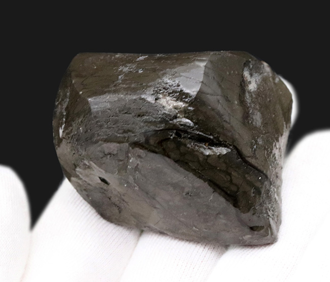 なめらかなグラデーションにご注目！原石としての風合いを色濃く残した、宝石アンモライト（Ammolite）のピース（その5）