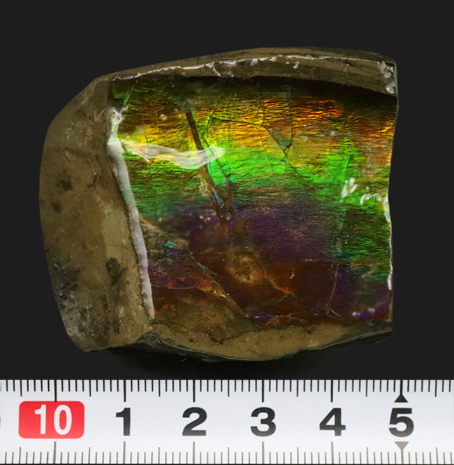 なめらかなグラデーションにご注目！原石としての風合いを色濃く残した、宝石アンモライト（Ammolite）のピース（その6）