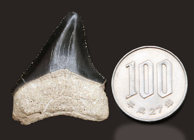 長年保存されてきたとは思えない抜群の状態！滅多に手に入らない国産の上質のサメの歯化石（その7）