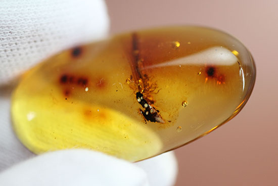 ３千万年前の羽アリの仲間を内包した、非常に透明度の高いドミニカ産の琥珀（Amber）です。（その8）