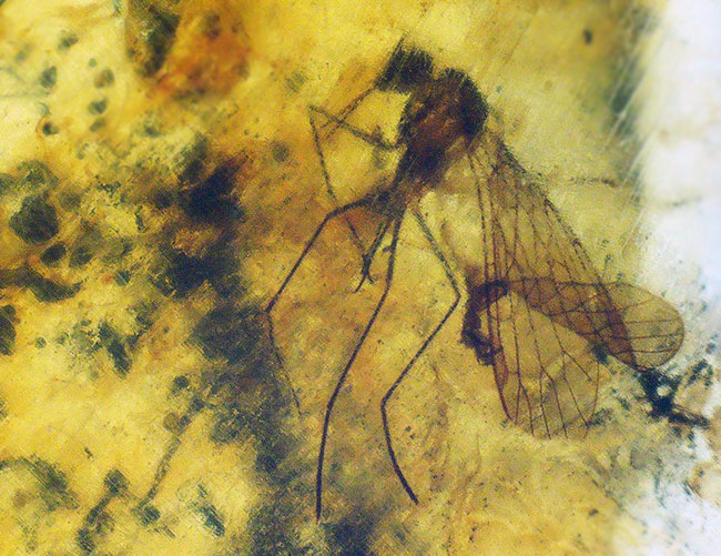 およそ１億年前のシリアゲムシ目の昆虫が眠る琥珀、バーマイト（Burmite）（その1）