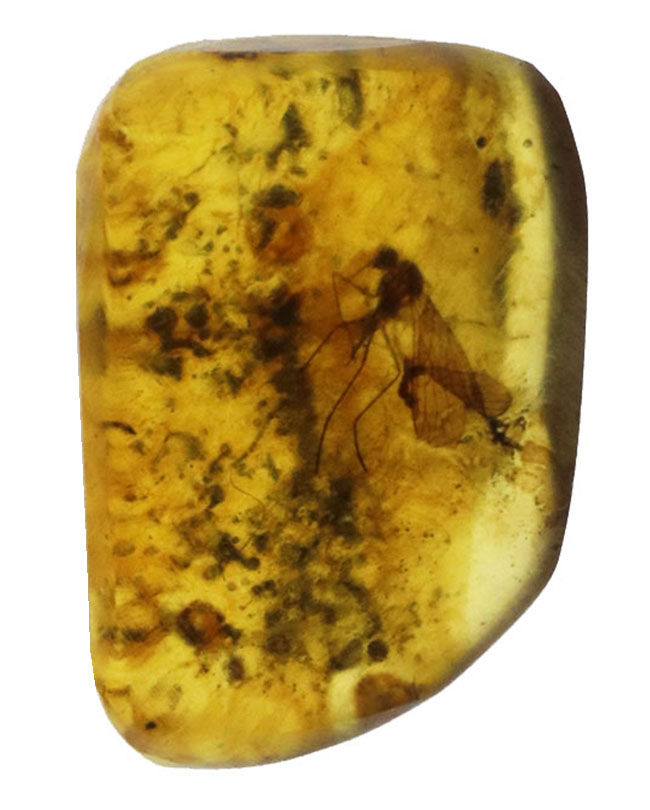 およそ１億年前のシリアゲムシ目の昆虫が眠る琥珀、バーマイト（Burmite）（その2）