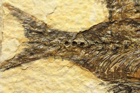 ワイオミング州産魚化石、ディプロミスタス（Diplomystus）の良質標本。上向きの口の秘密も紹介。（その5）