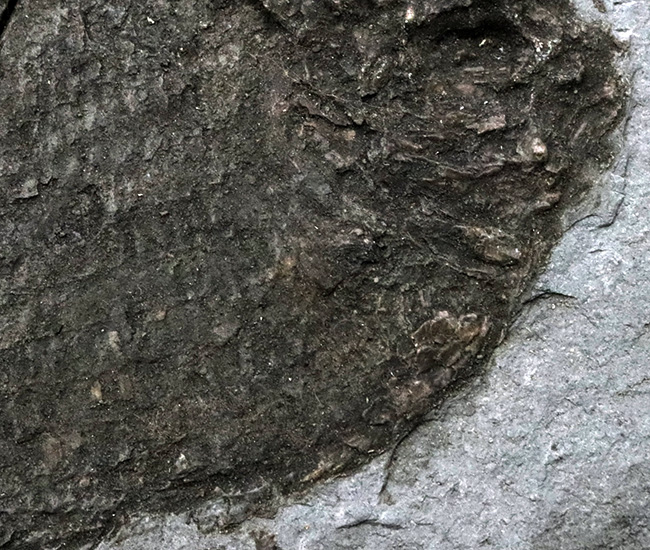ベリーレア！オールドコレクション！博物館級標本、世界的に名の知れたブランド産地、ドイツ・ホルツマーデンから発見された、非常に希少な古代魚、ダペディウム・プンクテイタム（Dapedium punctatum）の全身化石（その4）