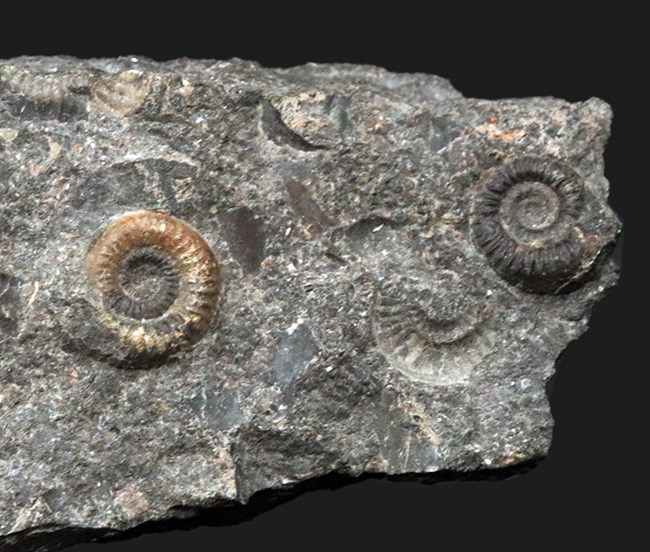 イングランドのジュラ紀の地層より発見されたアンモナイトの群集化石（その2）
