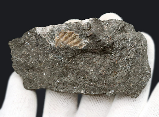 イングランドのジュラ紀の地層より発見されたアンモナイトの群集化石（その4）