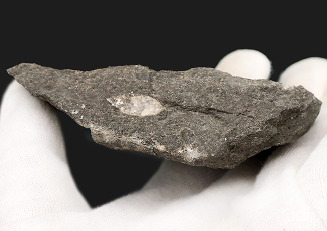 イングランドのジュラ紀の地層より発見されたアンモナイトの群集化石（その5）