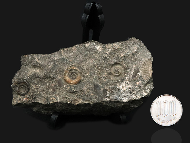 イングランドのジュラ紀の地層より発見されたアンモナイトの群集化石（その7）