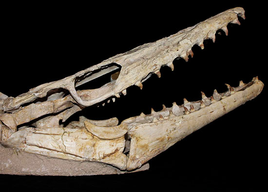 これぞ一生モノの最強コレクション！白亜紀の海竜モササウルス（ハリサウルス）の頚椎付き頭骨化石/中生代白亜紀（1億3500万 -- 6500万年前）【ot1118】