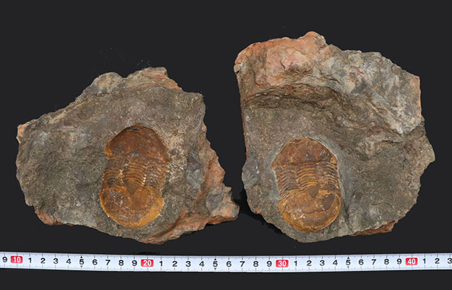 レア！オルドビス紀モロッコ産三葉虫、エクティラエヌス（Ectillaenus perovalis）のネガポジ化石（その11）