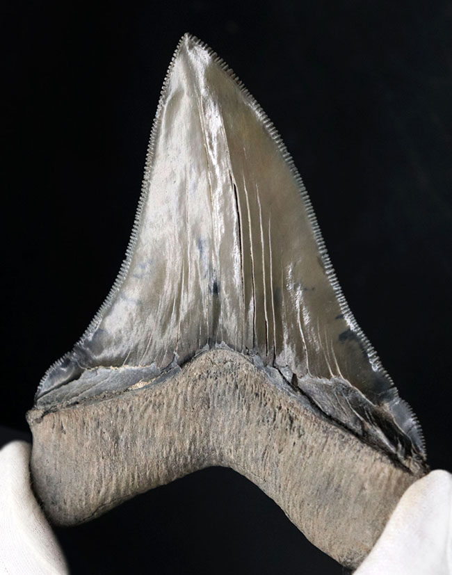 これぞコレクショングレード！鋭利なセレーションと美しい光沢を放つエナメル質が保存された、極めて上質なメガロドンの歯化石（その1）