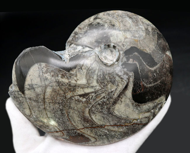 密巻きタイプ、分厚く重い、ツートンカラーのゴニアタイト（Goniatite）の化石（その7）