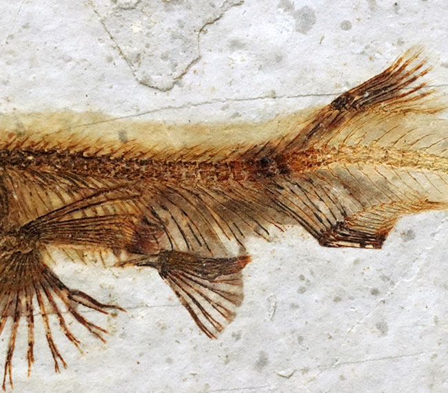 全体が保存！東アジアで繁栄した中生代白亜紀の絶滅淡水魚、リコプテラ（Lycoptera）の化石（その4）