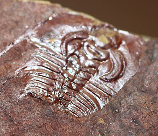 希少！最も古い三葉虫の一つ、米国産三葉虫パエデウミアス・テルミナツゥス（Paedeumias terminatus）（その6）