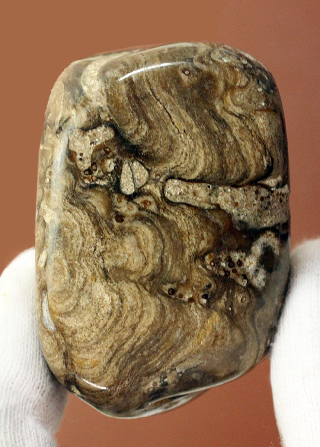 特徴である縞状の模様がよく浮き出た良質のストロマトライト（Stromatolite）（その1）