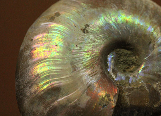 イリデッセンスアンモナイトを鑑賞してみませんか？白亜紀マダガスカル産の光るアンモナイト(Ammonite)/中生代白亜紀（1億3500万 -- 6500万年前）【an1170】