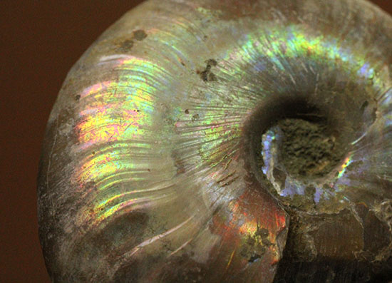 イリデッセンスアンモナイトを鑑賞してみませんか？白亜紀マダガスカル産の光るアンモナイト(Ammonite)（その1）
