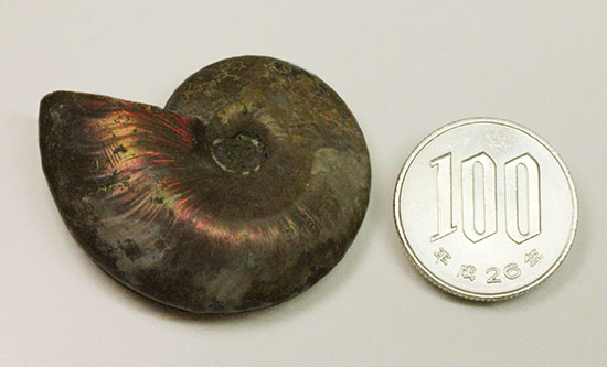 イリデッセンスアンモナイトを鑑賞してみませんか?白亜紀マダガスカル産の光るアンモナイト(Ammonite)(その10)