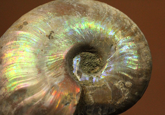 イリデッセンスアンモナイトを鑑賞してみませんか?白亜紀マダガスカル産の光るアンモナイト(Ammonite)(その2)