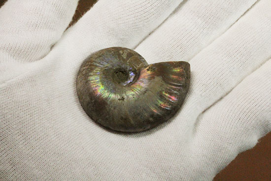 イリデッセンスアンモナイトを鑑賞してみませんか?白亜紀マダガスカル産の光るアンモナイト(Ammonite)(その3)