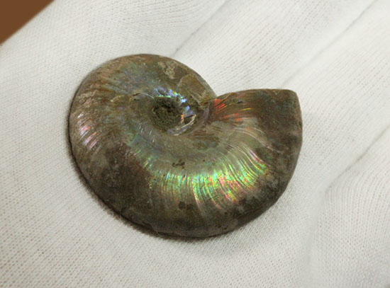 イリデッセンスアンモナイトを鑑賞してみませんか？白亜紀マダガスカル産の光るアンモナイト(Ammonite)（その4）