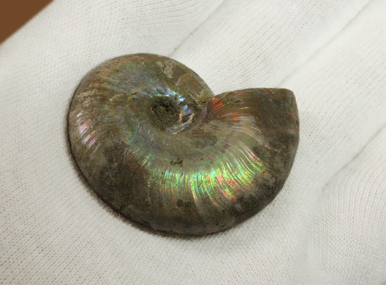 イリデッセンスアンモナイトを鑑賞してみませんか?白亜紀マダガスカル産の光るアンモナイト(Ammonite)(その4)