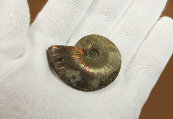 イリデッセンスアンモナイトを鑑賞してみませんか？白亜紀マダガスカル産の光るアンモナイト(Ammonite)（その5）