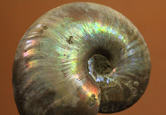 イリデッセンスアンモナイトを鑑賞してみませんか?白亜紀マダガスカル産の光るアンモナイト(Ammonite)(その7)