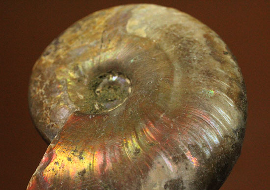 イリデッセンスアンモナイトを鑑賞してみませんか？白亜紀マダガスカル産の光るアンモナイト(Ammonite)（その8）