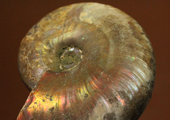 イリデッセンスアンモナイトを鑑賞してみませんか?白亜紀マダガスカル産の光るアンモナイト(Ammonite)(その8)