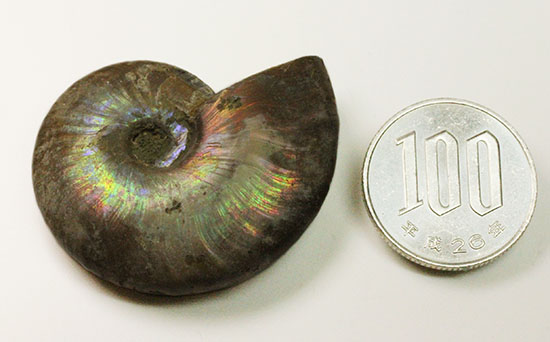 イリデッセンスアンモナイトを鑑賞してみませんか?白亜紀マダガスカル産の光るアンモナイト(Ammonite)(その9)