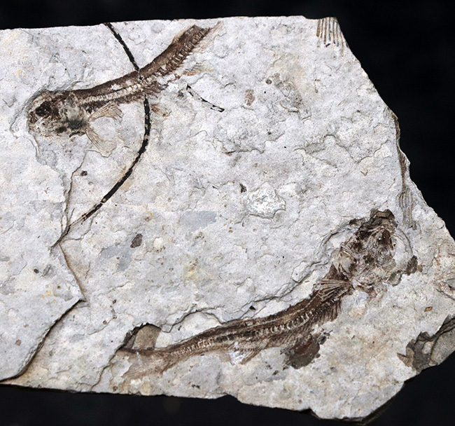 ダブル！中生代白亜紀の絶滅淡水魚、リコプテラ（Lycoptera）の群集化石（その1）