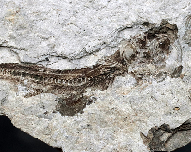 ダブル！中生代白亜紀の絶滅淡水魚、リコプテラ（Lycoptera）の群集化石（その5）