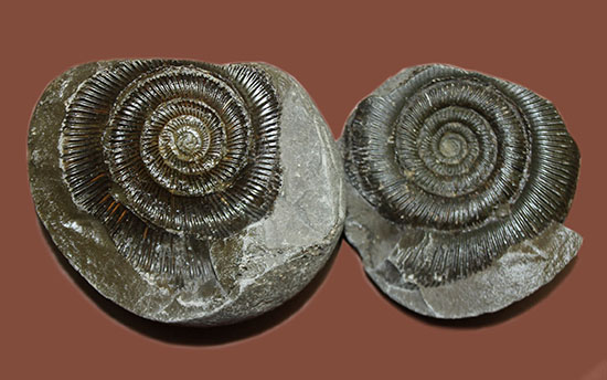 良質！イングランド・ヨークシャー海岸で採集されたダクチリオセラス（Dactylioceras sp.）の典型的なノジュール化石（その1）
