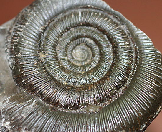 良質！イングランド・ヨークシャー海岸で採集されたダクチリオセラス（Dactylioceras sp.）の典型的なノジュール化石（その9）