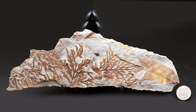 ひそかな人気を博すマニアックシリーズ！特大、兵庫県産ヒノキパヤドリギ属の葉化石（Korthalsella japonica）（その10）