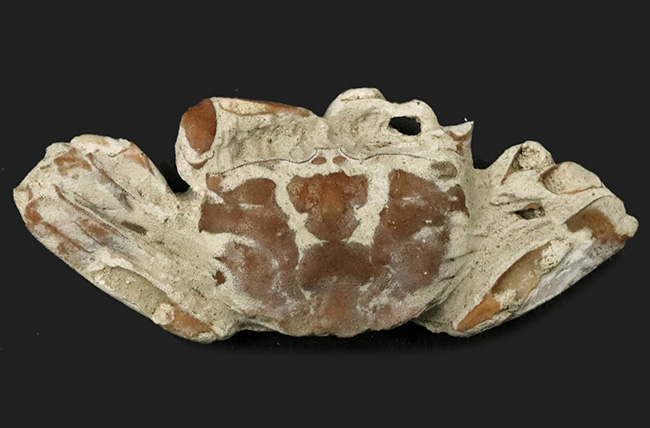 はさみ、足、甲羅など特徴的な部位が残存、左右５７ミリ、大きな国産のカニ化石（その1）