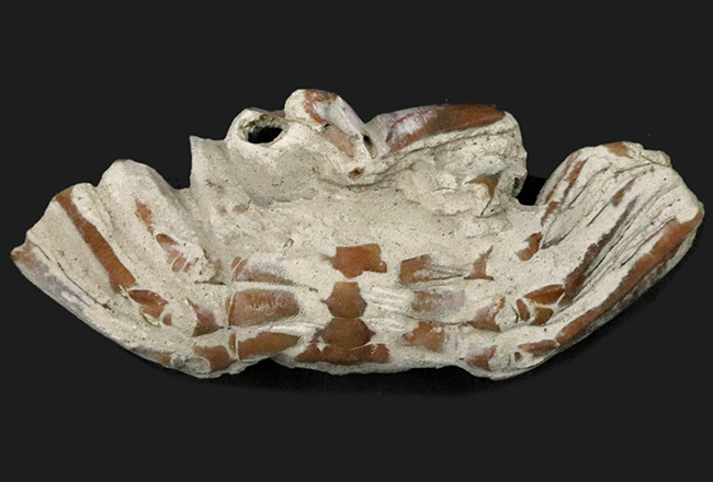 はさみ、足、甲羅など特徴的な部位が残存、左右５７ミリ、大きな国産のカニ化石（その2）