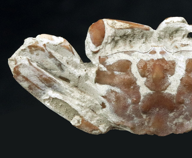 はさみ、足、甲羅など特徴的な部位が残存、左右５７ミリ、大きな国産のカニ化石（その4）