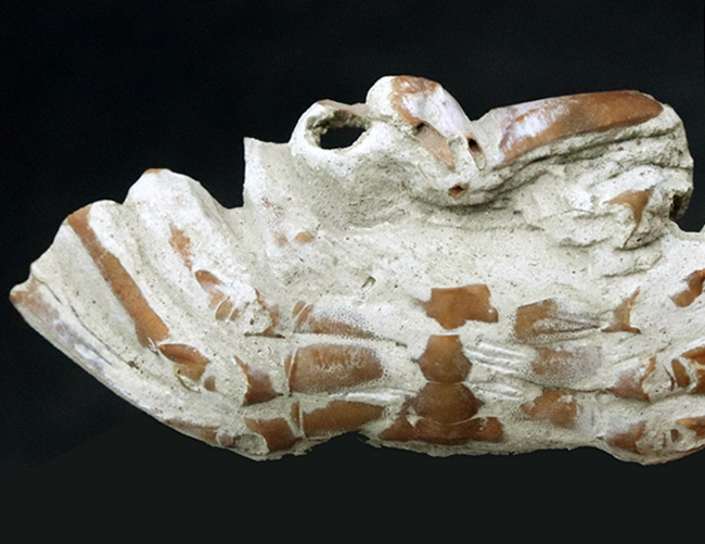はさみ、足、甲羅など特徴的な部位が残存、左右５７ミリ、大きな国産のカニ化石（その7）